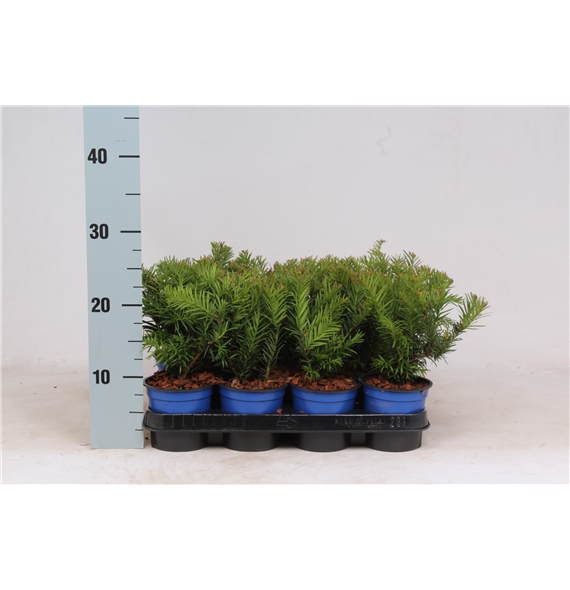 Taxus baccata 'Repandens' F00003562