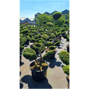 Taxus media 'Densiformis' F00008625