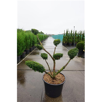 Taxus media 'Densiformis' F00008635
