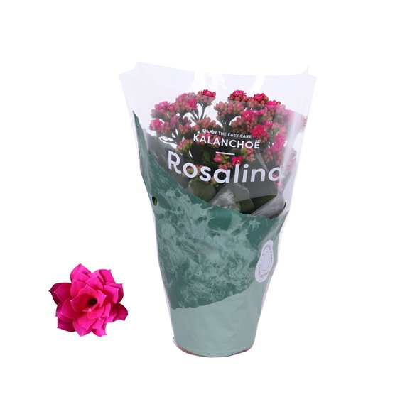 Kalanhoja blossfeldiana rosalina don victorio paars1 pp 27cm 12cm Q5431
