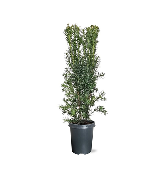 Taxus media 'Hicksii' F00008739