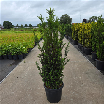Taxus media 'Hillii' F00008639