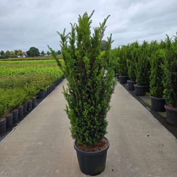 Taxus media 'Hillii' F00008632