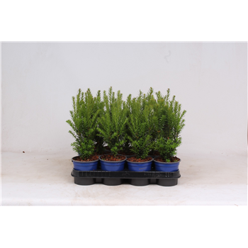 Taxus x media 'Hillii' F00003554