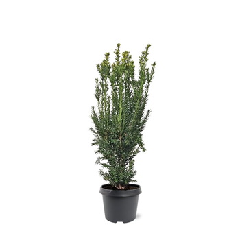 Taxus x media 'Hillii' F00008267