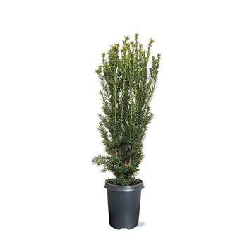 Taxus x media 'Hillii' F00008740