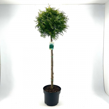 Thuja occidentalis 'Brabant' F00008850