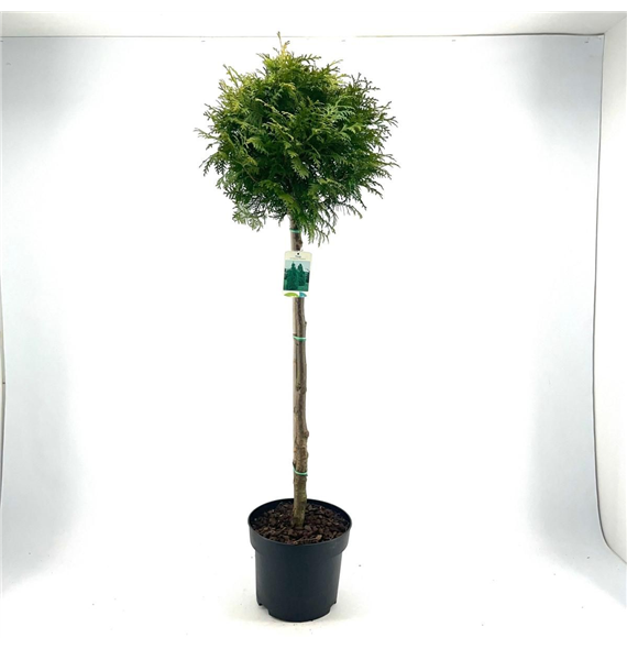 Thuja occidentalis 'Brabant' F00008850