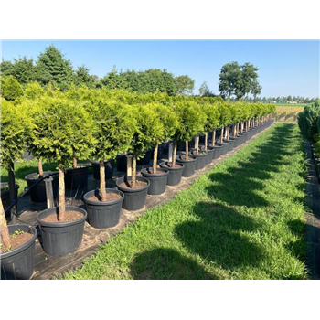 Thuja occidentalis 'Brabant' F00008857