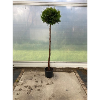 Thuja occidentalis 'Brabant' F00008854