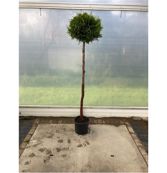 Thuja occidentalis 'Brabant' F00008854