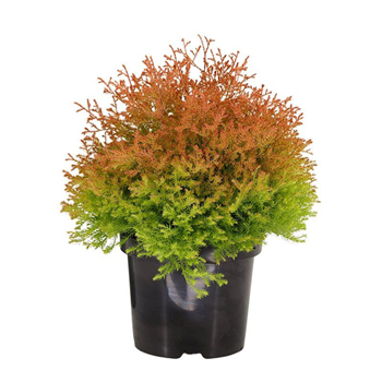 Thuja occidentalis 'Fire Chief' F00008027