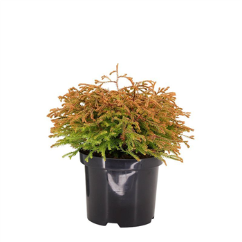 Thuja occidentalis 'Golden Tuffet' F00008741