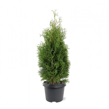 Thuja occidentalis 'Holmstrup' F00008268