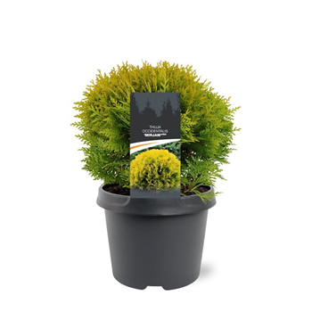 Thuja occidentalis 'Mirjam' F00008269