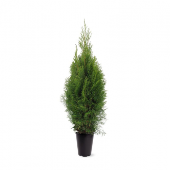 Thuja occidentalis 'Smaragd' F00008592