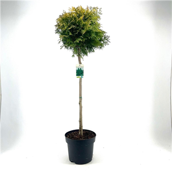 Thuja occidentalis 'Yellow Ribbon' F00008899