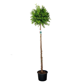 Thuja plicata 'Atrovirens' F00008900
