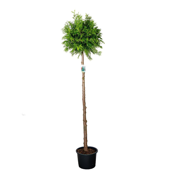 Thuja plicata 'Atrovirens' F00008900