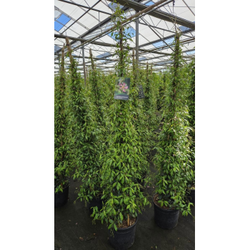 Trachelospermum jasminoides 'Star Of Toscane' F00008657