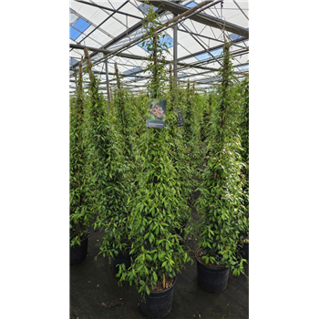 Trachelospermum jasminoides 'Star Of Toscane' F00008656