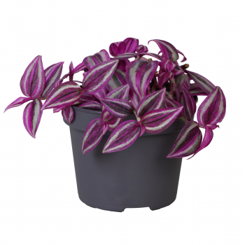Tradescantia zebrina 'Pink Paradise' F00002085