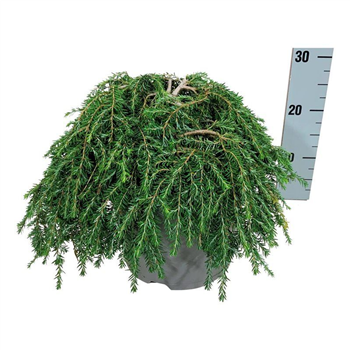 Tsuga canadensis 'Coles Prostrate' F00006973
