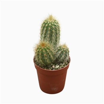Vatricania guentheri F00001536