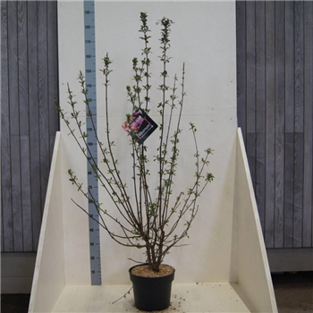 Viburnum bodnantense 'Dawn' F00008607