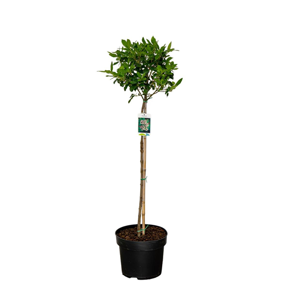 Viburnum tinus F00008851