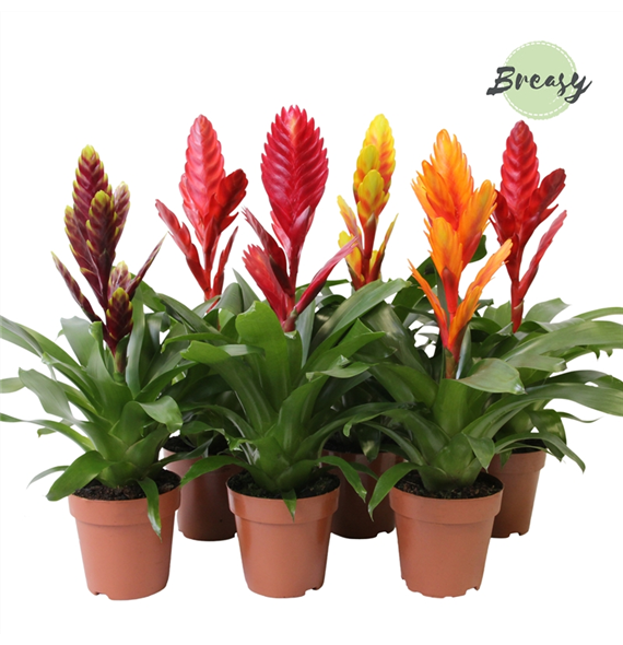 Vriesea Classic mix F00000134