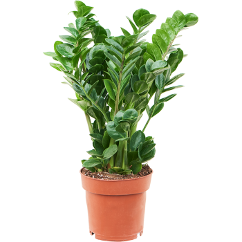 Zamija zamiifolia 'Midori' 4ZAMIBU19
