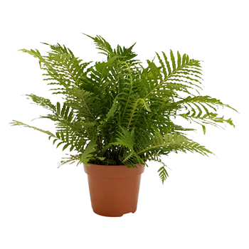 Blechnum gibbum 'Silver Lady' F00001750