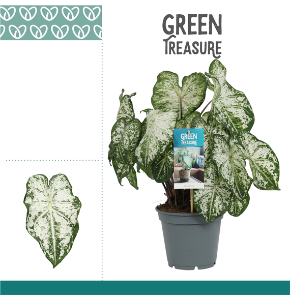 Caladium F00000830