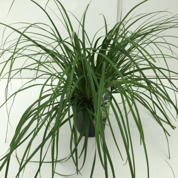Carex oshimensis 'Evergreen' F00003857