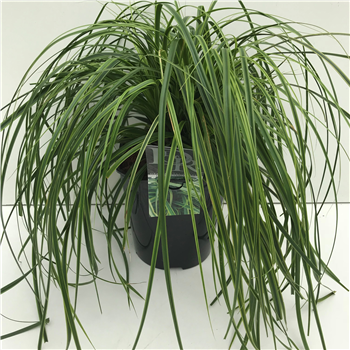 Carex oshimensis 'Everlime' F00003995
