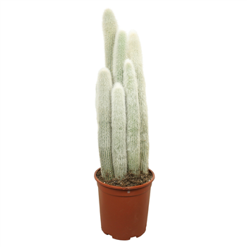 Cleistocactus strausii F00004641
