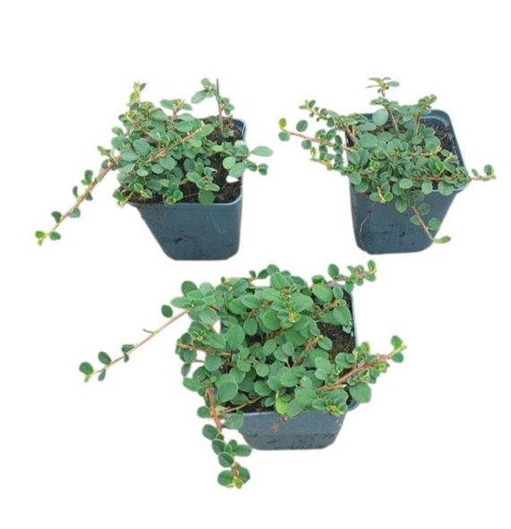 Cotoneaster procumbens 'Streib's Findling' F00008928