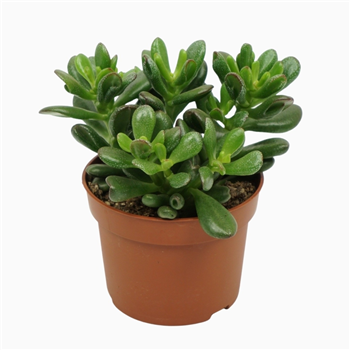 Crassula ovata 'Gandalf' F00001309