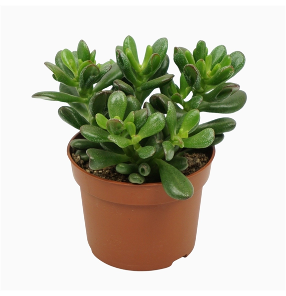 Crassula ovata 'Gandalf' F00001309