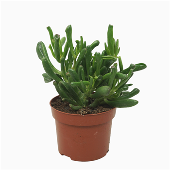 Crassula ovata 'Gollum' F00001365