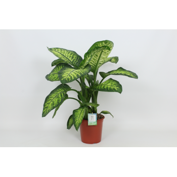 Dieffenbachia seguine Lemon Tropic F00002986