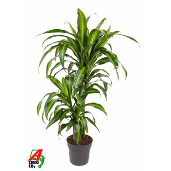 Dracena fragrans 'Hawaiian Sunshine' F00002930