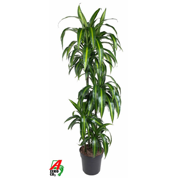 Dracena fragrans 'Hawaiian Sunshine' F00005254