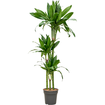 Dracena fragrans 'Janet Craig' 4DRJC3S30