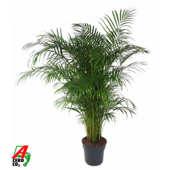 Palma Dypsis (Areca) lutescens F00005319