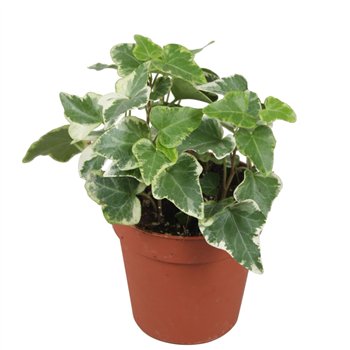 Hedera helix eva Eva5 0 - 7 4 cm pp 5cm 9cm Q3075