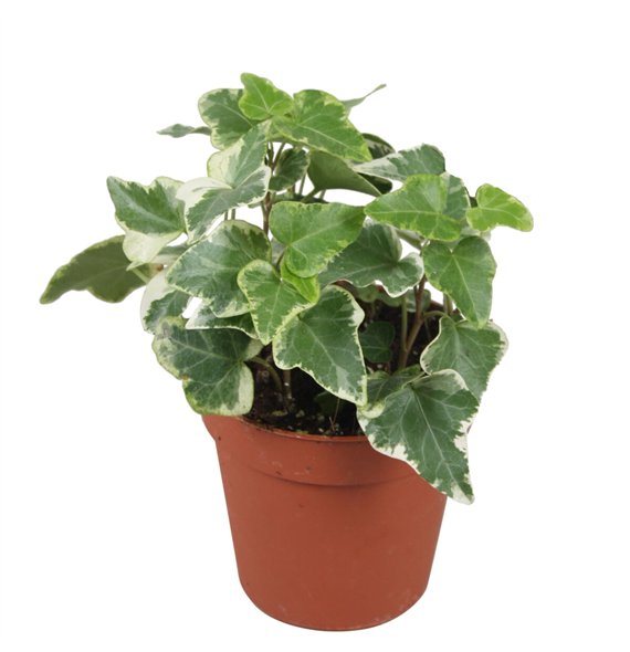 Hedera helix eva Eva5 0 - 7 4 cm pp 5cm 9cm Q3075