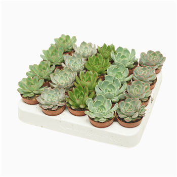 Echeveria mix F00001639