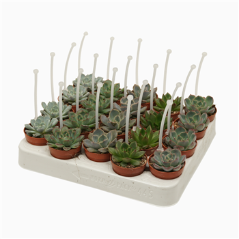 Echeveria mix F00001381
